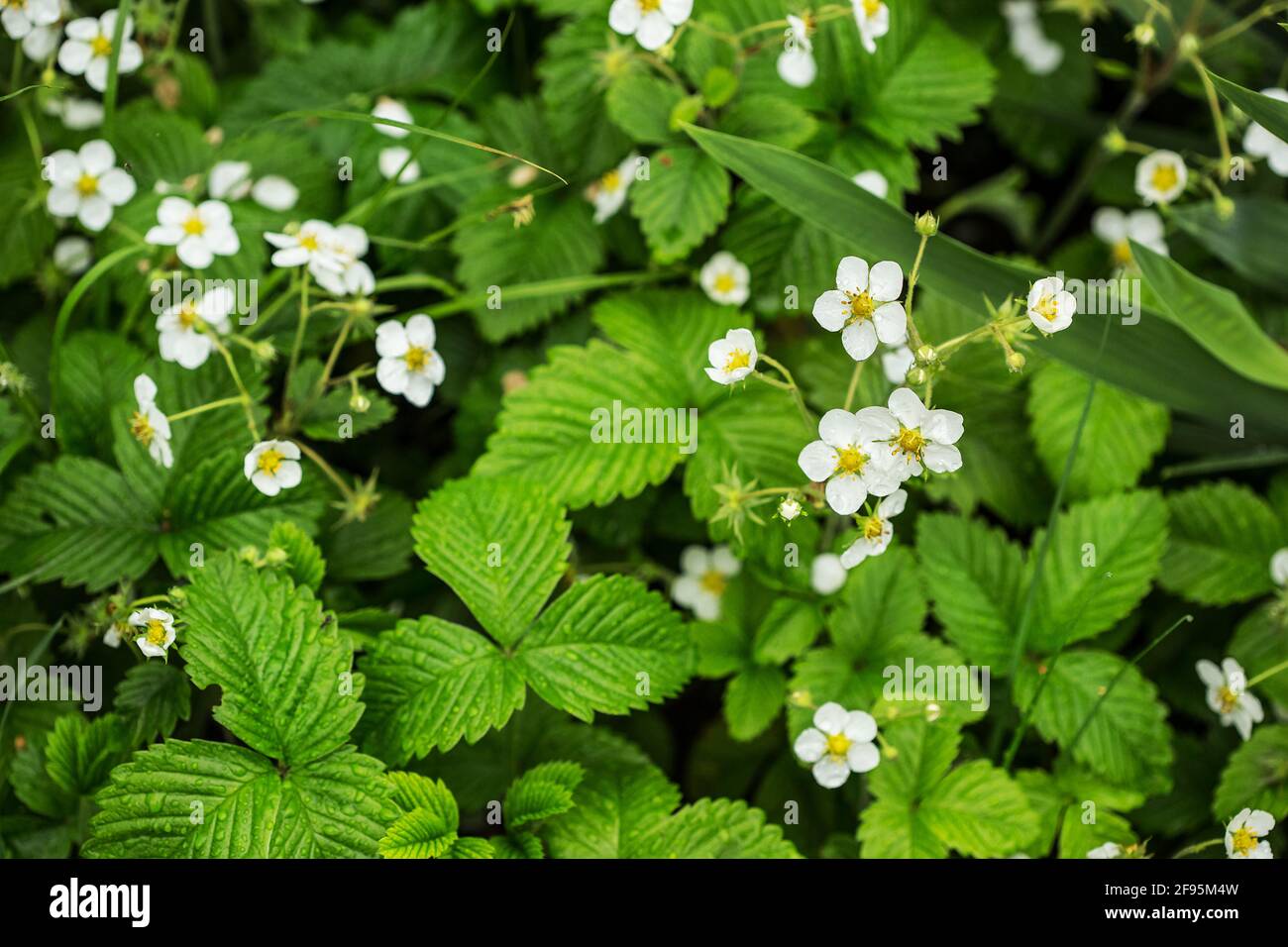 Fioritura di fragole piante. Cespuglio di fragole . Fiori di fragola bianchi. Fragole in giardino. Primo piano. Messa a fuoco selettiva. Molla Foto Stock