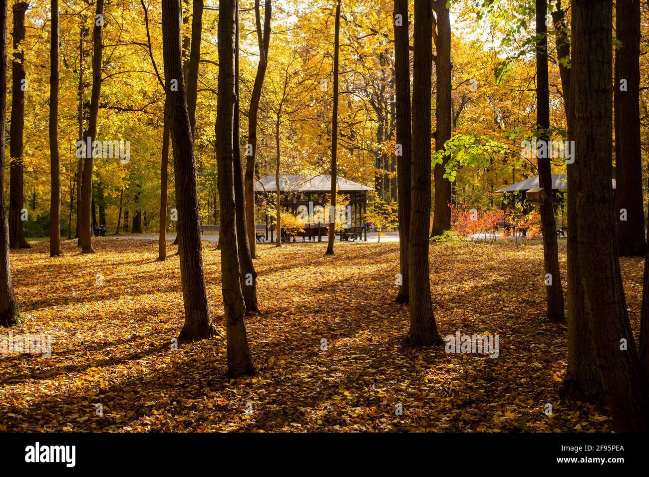 parco autunnale in una bella giornata di sole. gazebi nella foresta autunnale al sole. autunno dorato Foto Stock