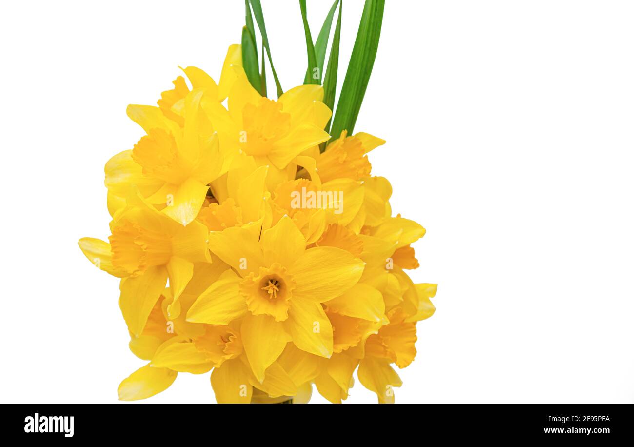 Close up mazzetto di daffodils giallo Foto Stock
