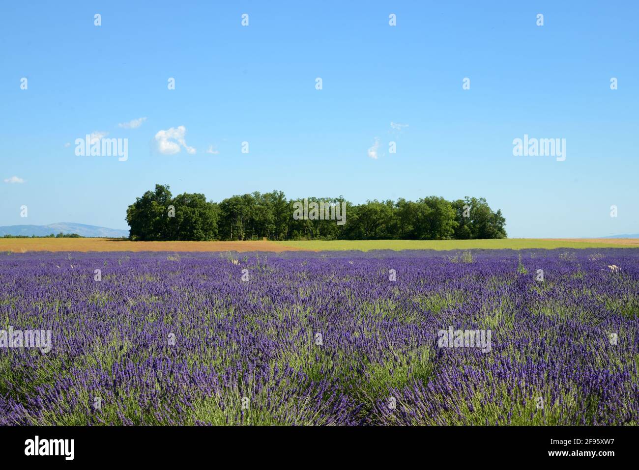 Campo di alberi o Bosco tra i campi di Lavanda del Valensole Plateau Provenza Francia Foto Stock