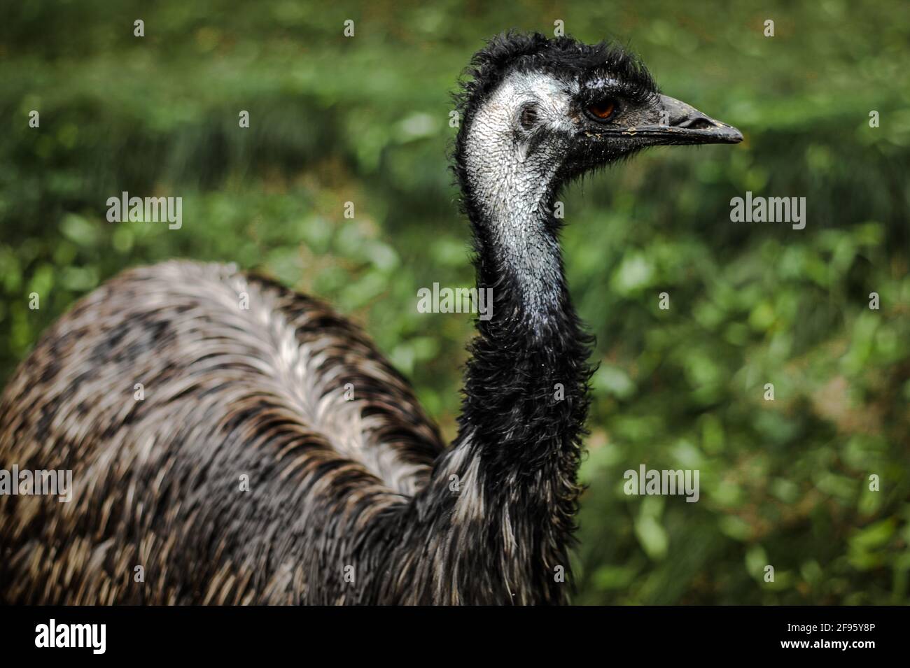 HMM..What è l'UEM pensare circa..Why canâ€™t l'uem volare? Foto Stock