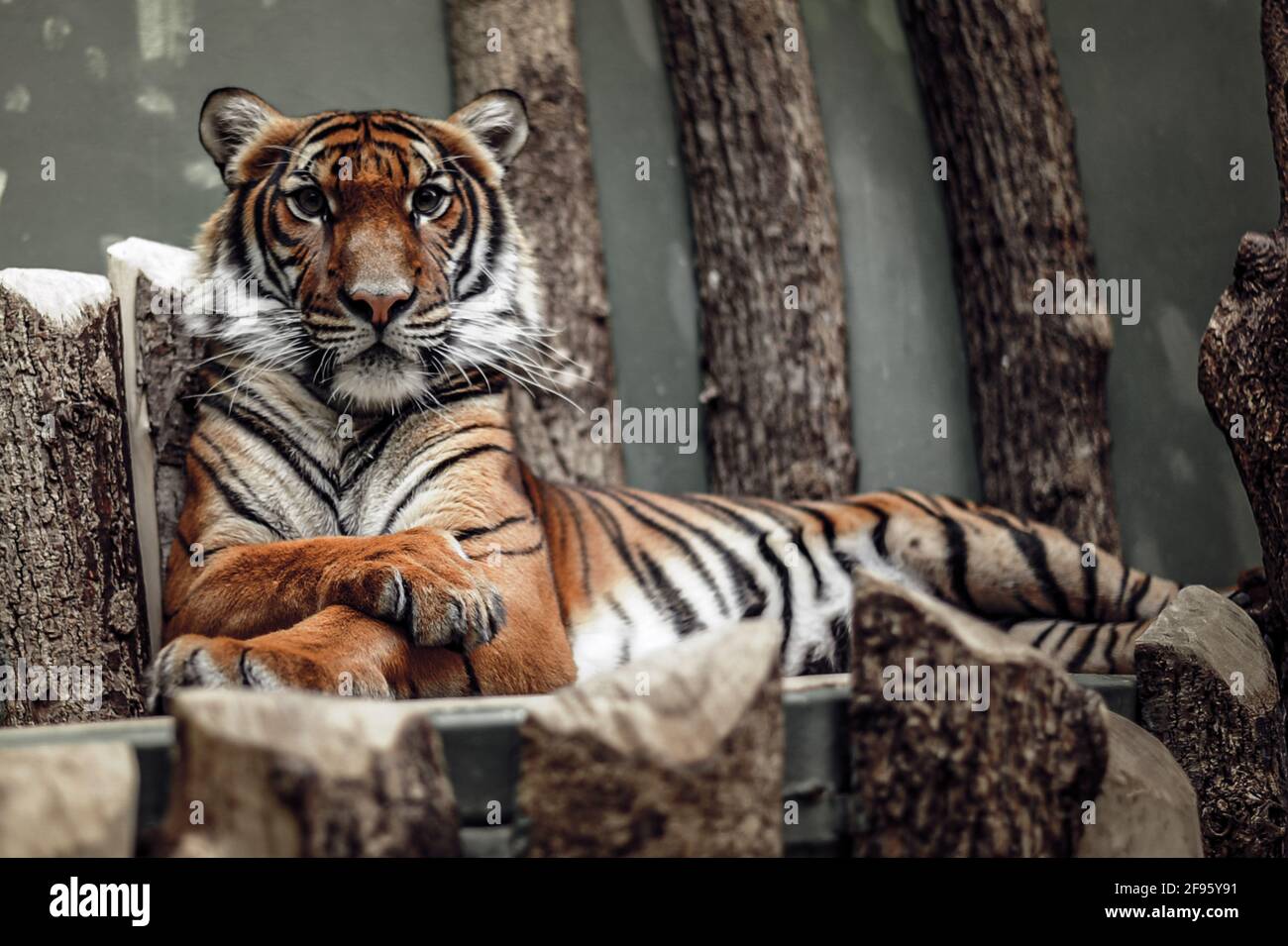 Le tigri sono le più grandi specie di gatto del mondo Foto Stock