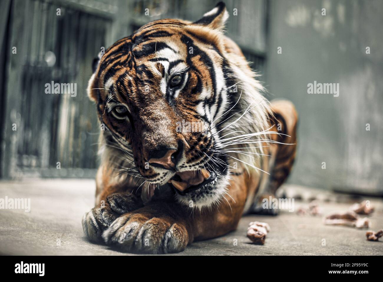 Le tigri sono le più grandi specie di gatto del mondo. donâ€™t disturbare la tigre Foto Stock
