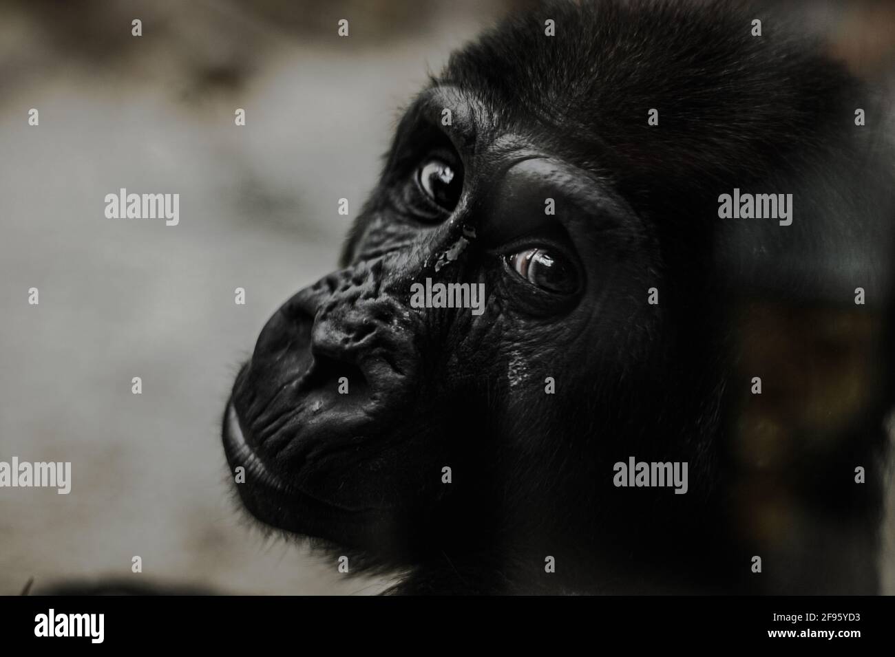 Proprio come gli umani, ogni gorilla ha una personalità diversa Foto Stock