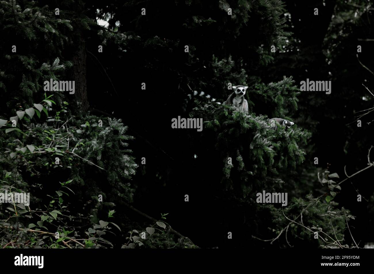 Un giorno nella vita di un lemur Foto Stock