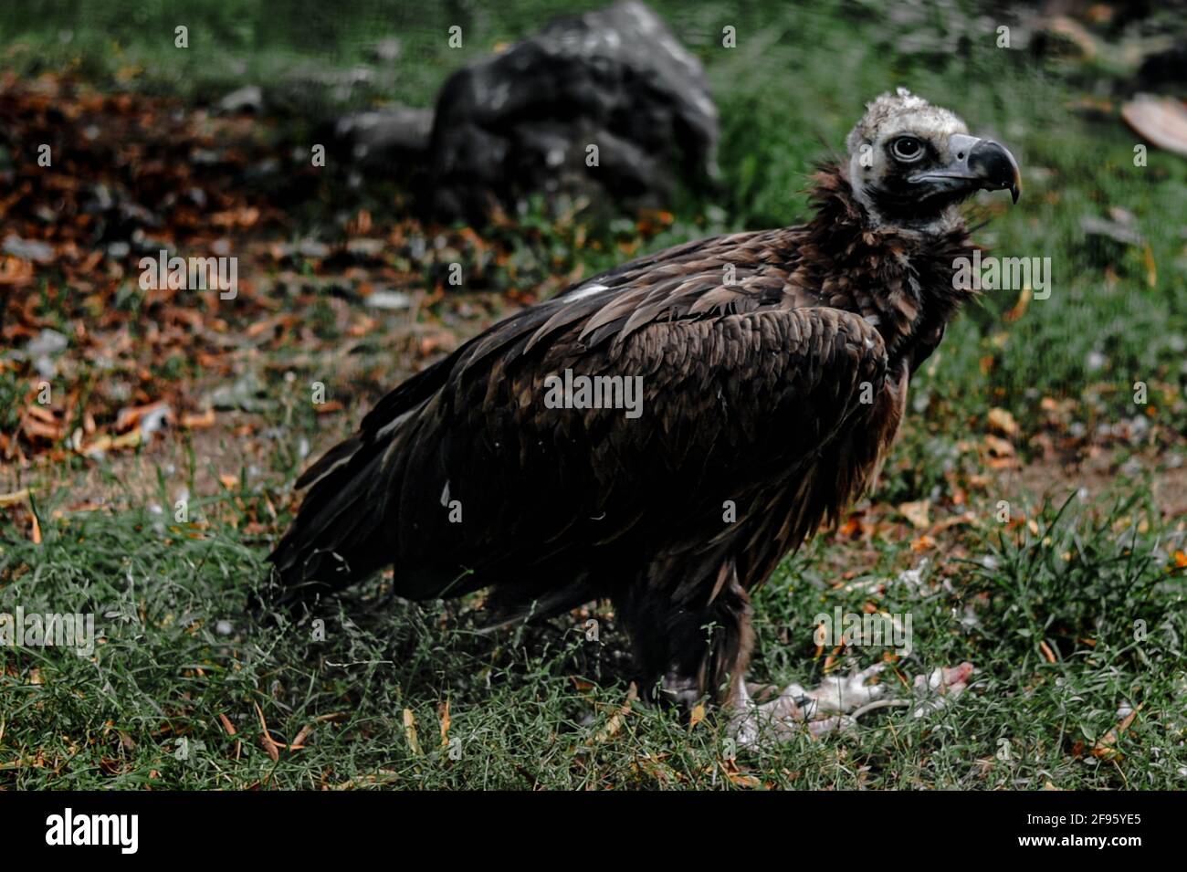 Avvoltoio nero eurasiatico (monaco di Egypio) dietro alcuni Grifoni Foto Stock