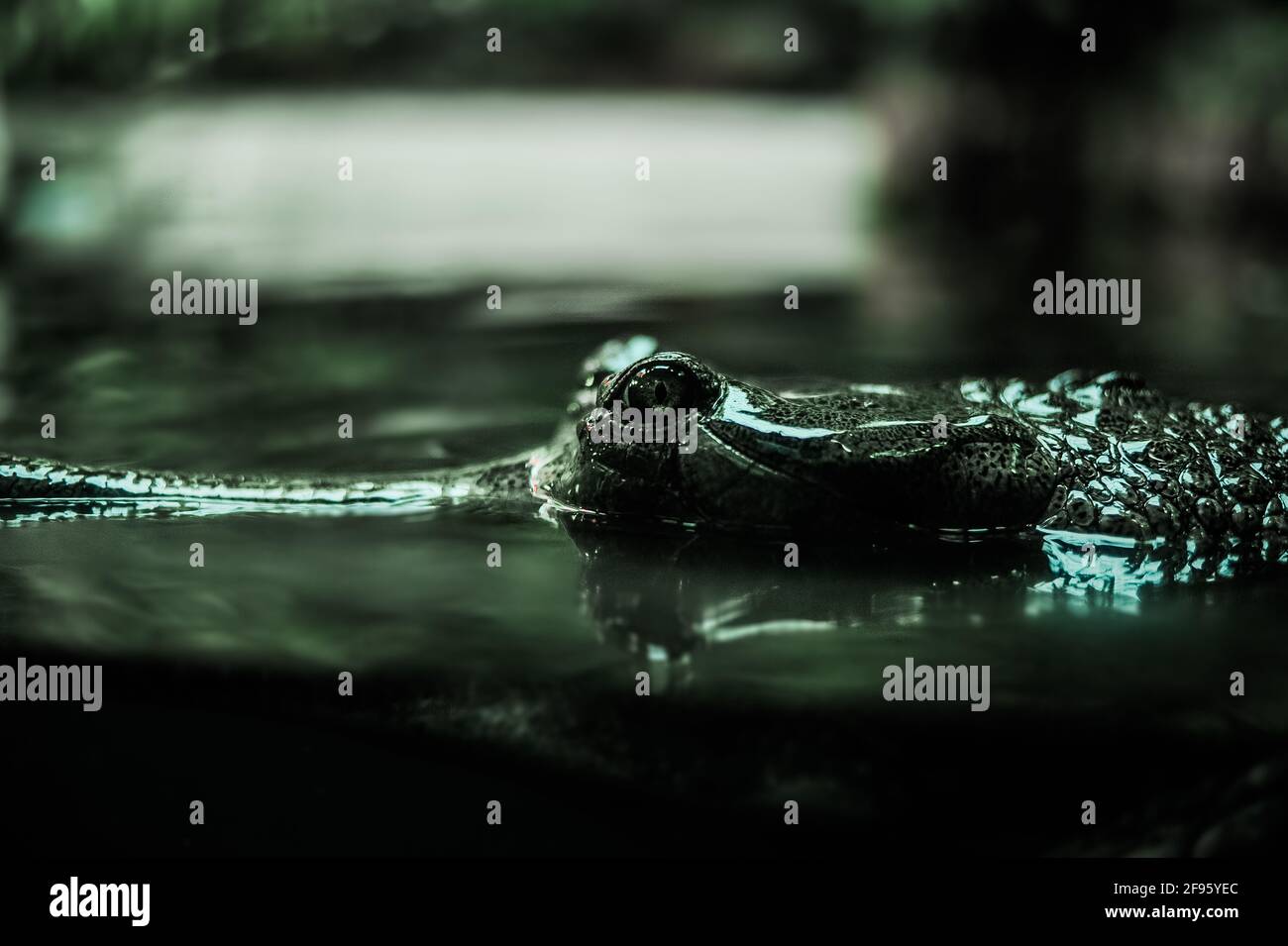 Il coccodrillo ha una cattiva reputazione Foto Stock