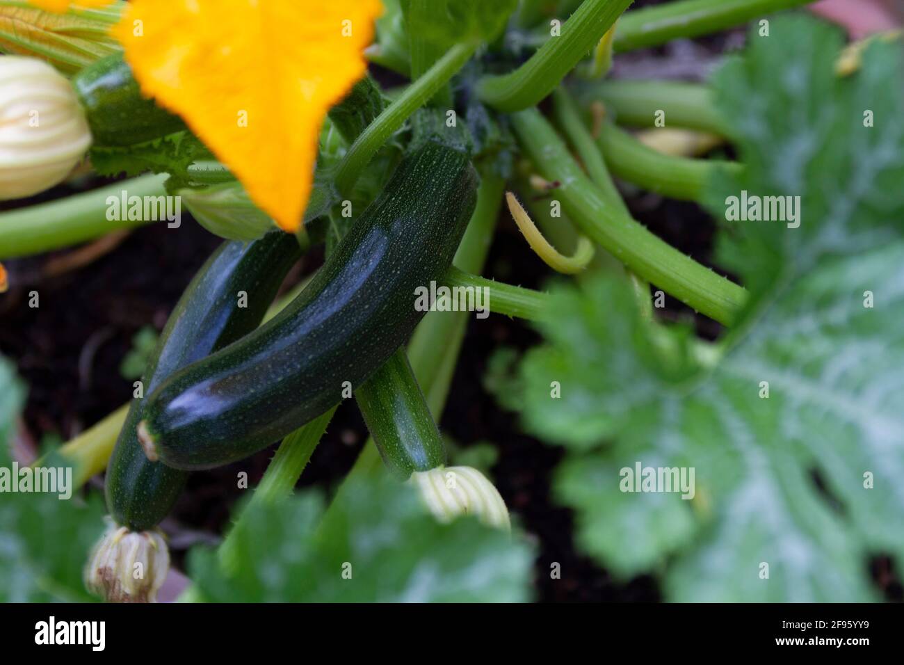 Zucchine che crescono nel giardino all'aperto. Foto Stock