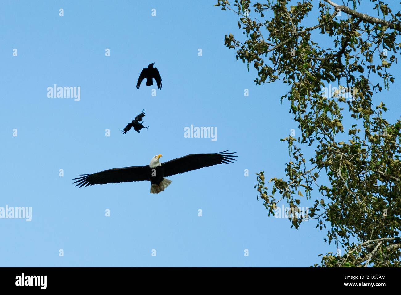 Vista dal basso di due Crows che molestano un'aquila calva Foto Stock