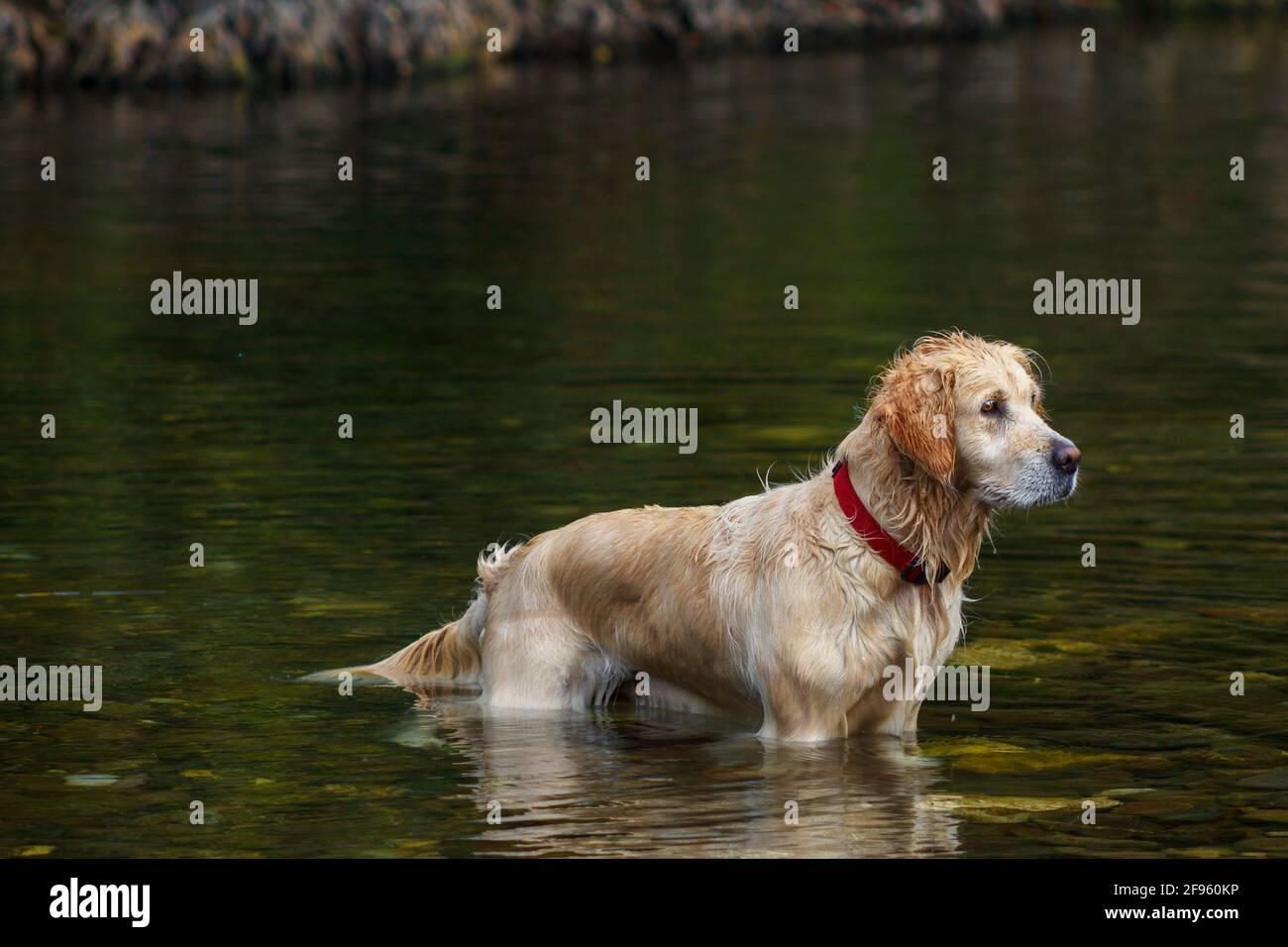 Cane adulto nel fiume Foto Stock