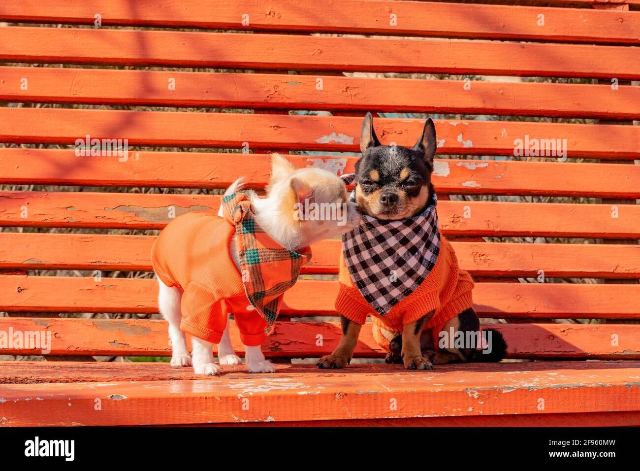 Due cani Chihuahua su una panchina di legno arancione. Cane Chihuahua in abiti e cucciolo chihuahua in abiti Foto Stock