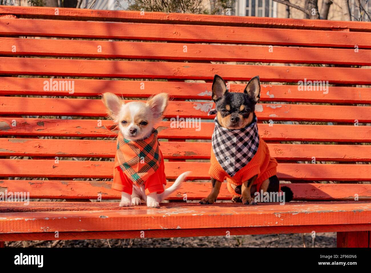 Due cani Chihuahua su una panchina di legno arancione. Cane Chihuahua in abiti e cucciolo chihuahua in abiti Foto Stock