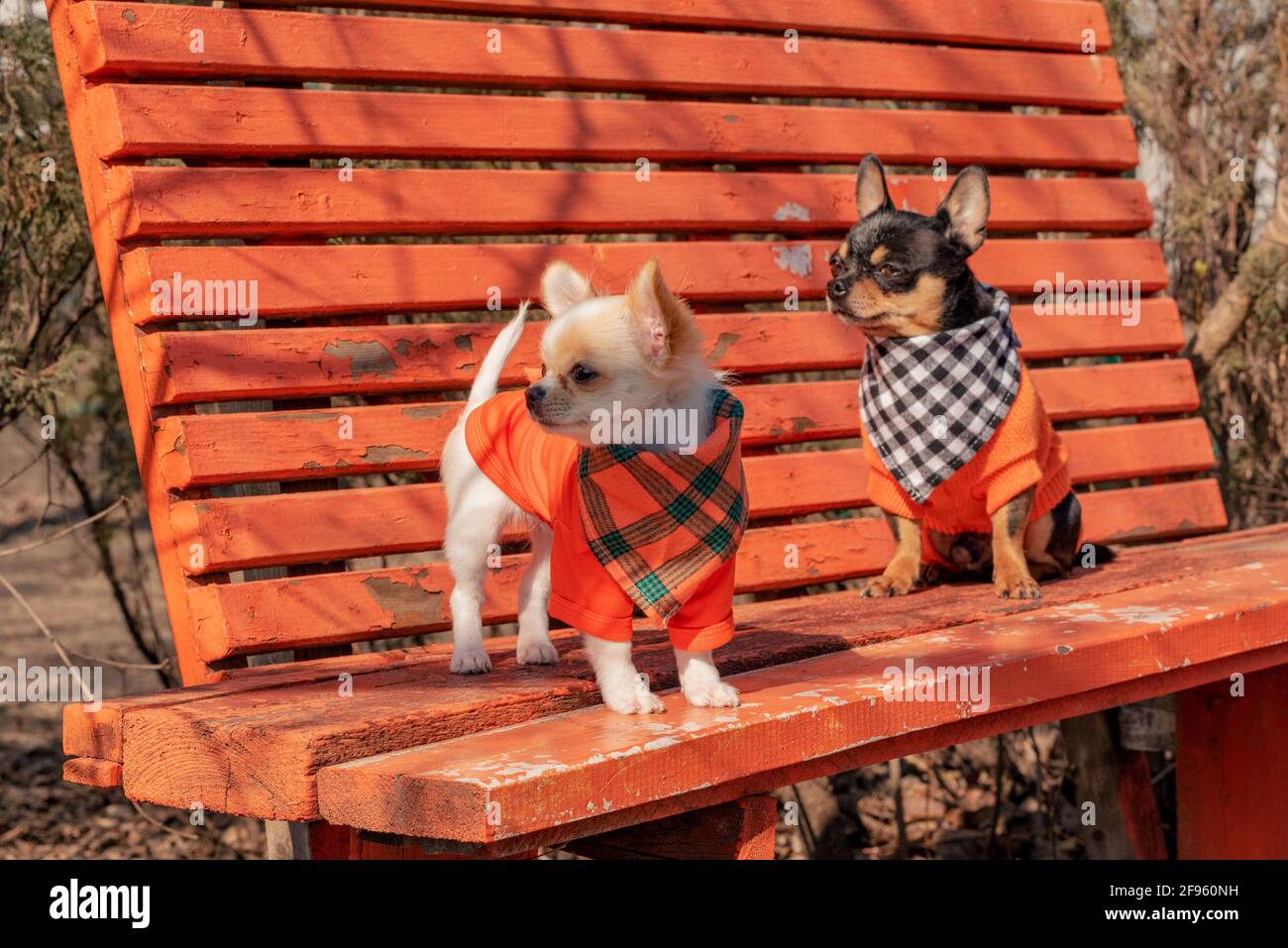 Due cani Chihuahua su una panchina di legno arancione. Cane Chihuahua in abiti e cucciolo chihuahua in abiti Foto Stock