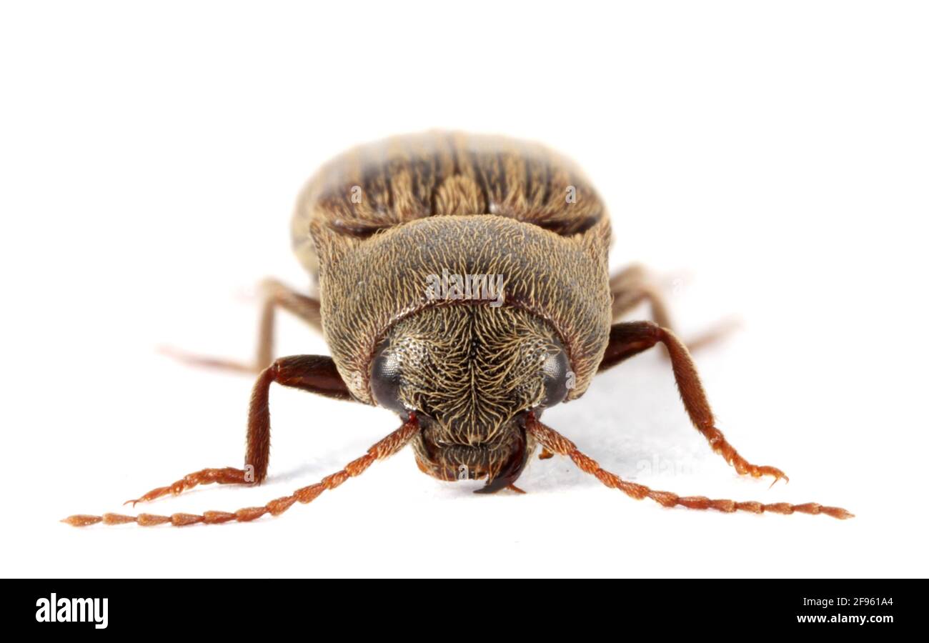 Il coriolo è un uccello della famiglia degli Psittacidi. È comunemente conosciuto come il coleottero dello scatto allineato. Esso larvae sono peste importante i Foto Stock
