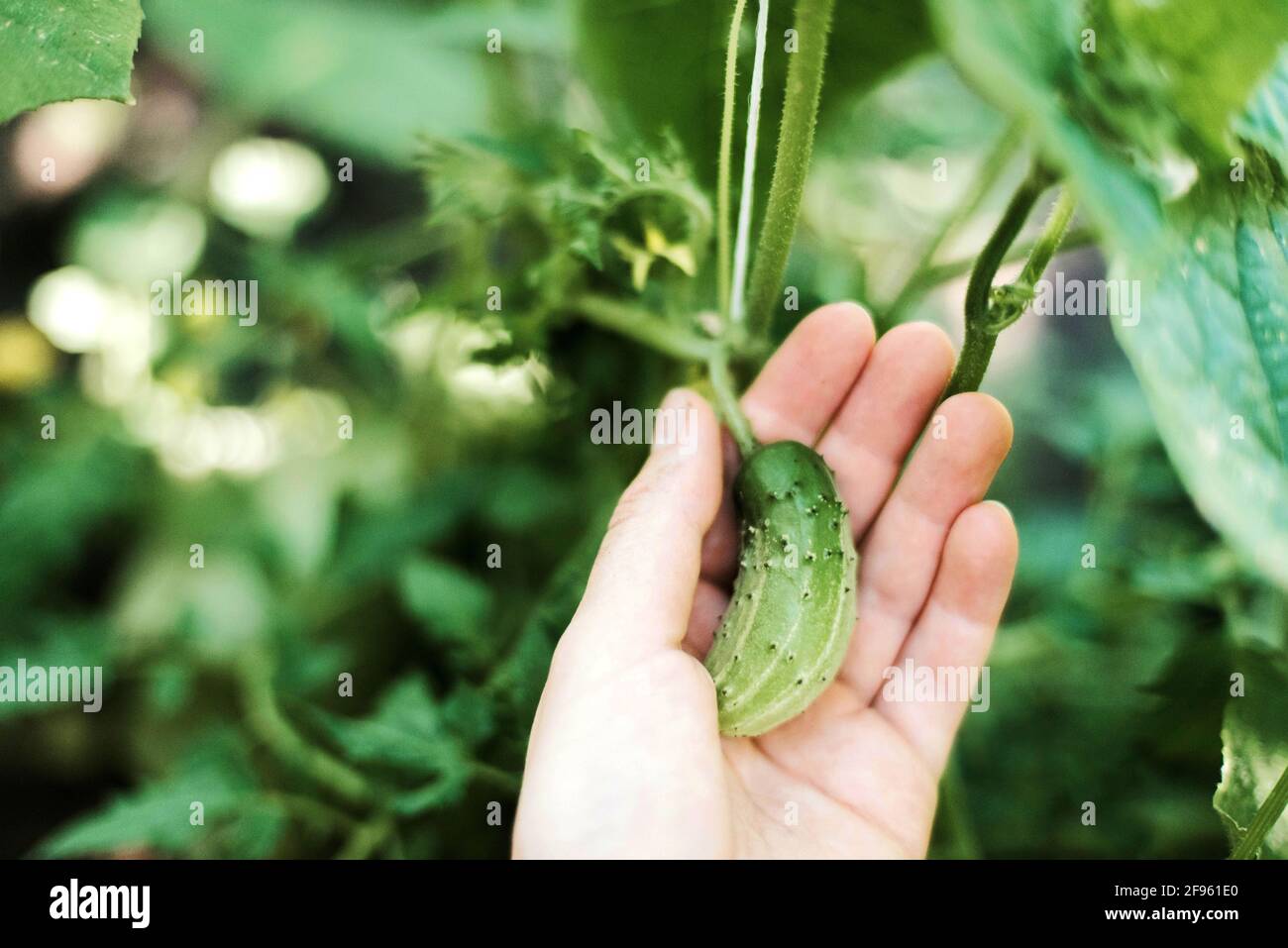 Una donna Picks UN cetriolo dal suo giardino Foto Stock