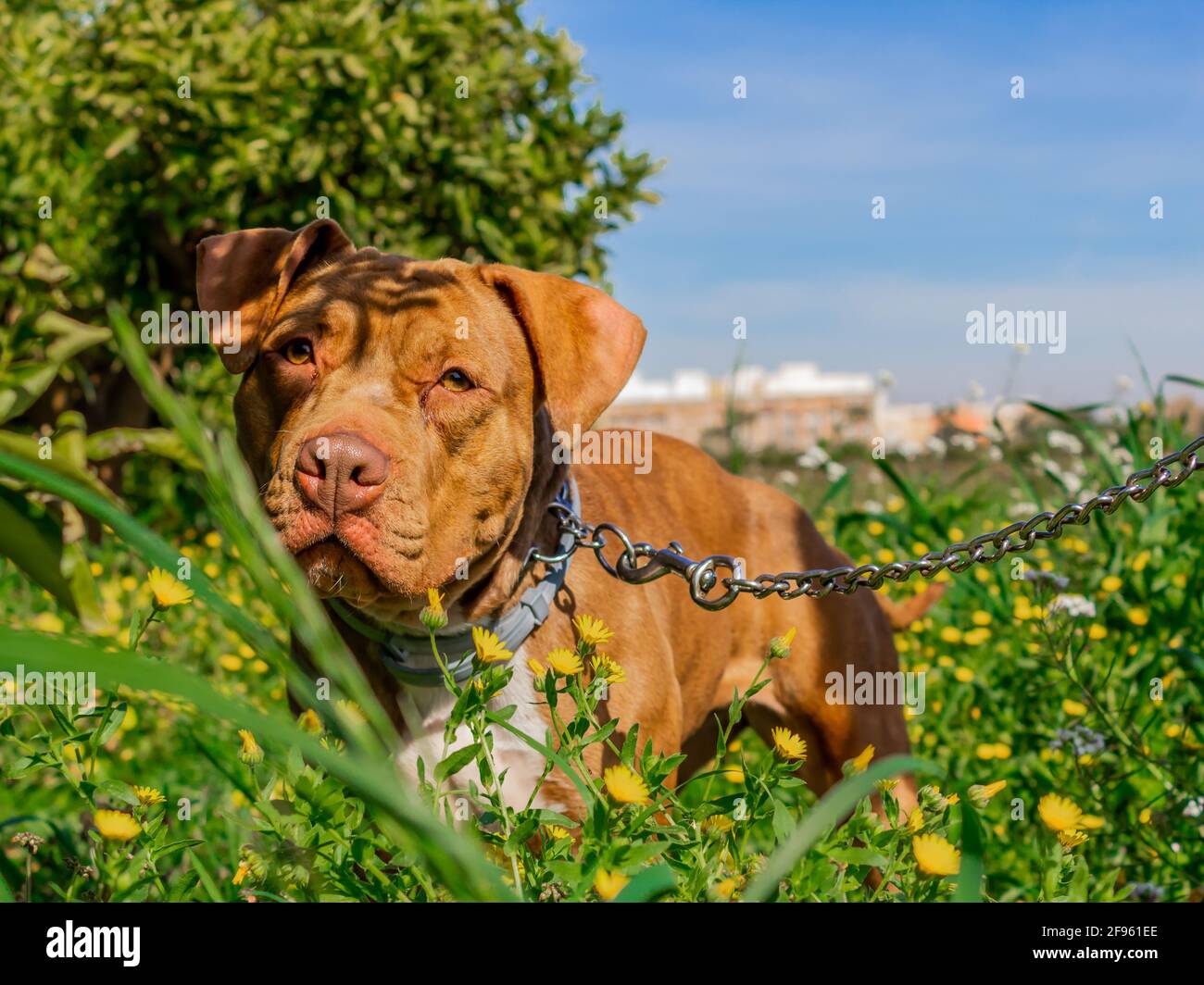 Cane Pitbull su un guinzaglio tra fiori Foto Stock