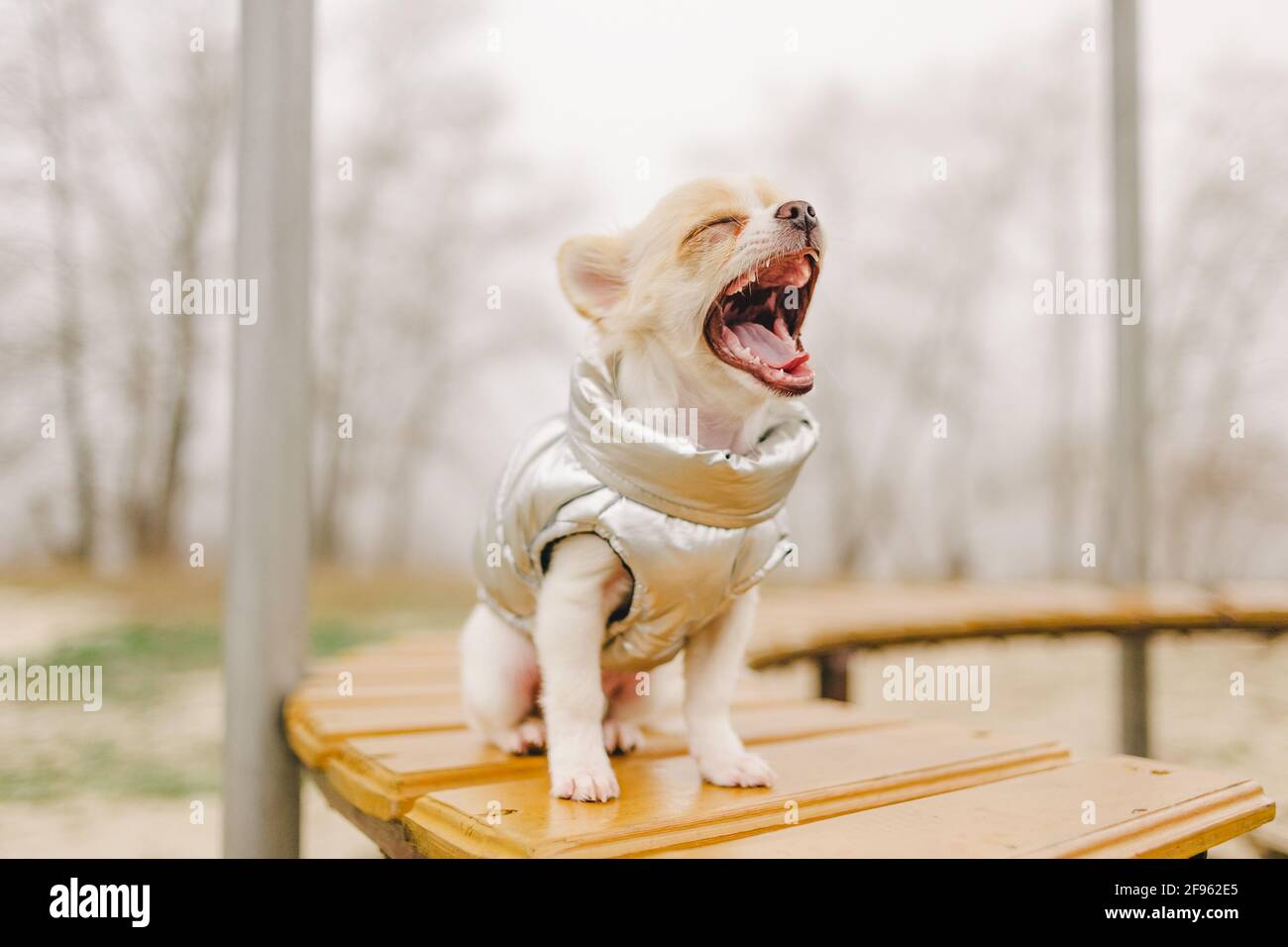Ritratto di un bel chihuahua purebred. Cucciolo di Chihuahua sul banco. chihuahua, cane, cucciolo, Foto Stock