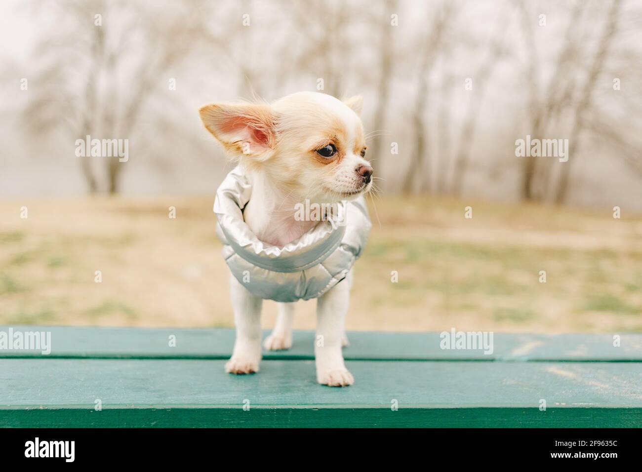 Ritratto di un bel chihuahua purebred. Cucciolo di Chihuahua sulla panca. chihuahua, cane, cucciolo, cane in un giubbotto grigio in natura. Cucciolo in abiti. Foto Stock