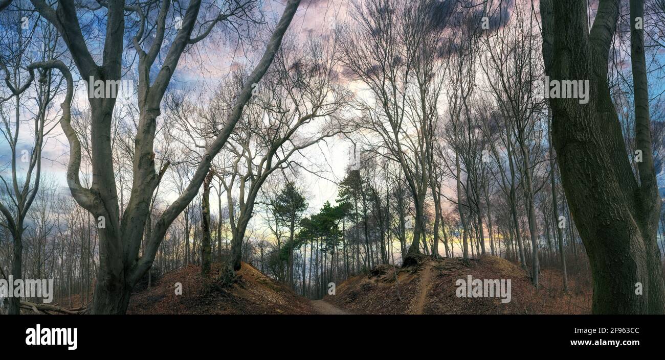 Una foresta mistica bagnata dall'atmosfera solare autunnale Foto Stock