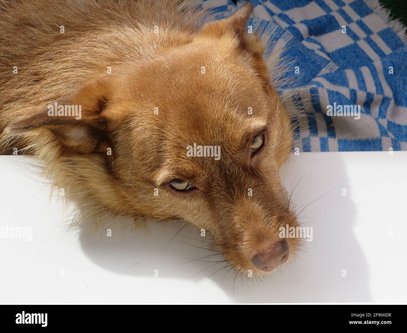 Un cane adottato dall'Abkhazia prende il sole sul balcone dell'appartamento, San Pietroburgo, Russia Foto Stock