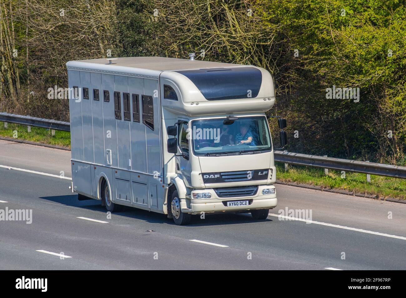 2011 furgone da crine DAF LF grigio; trasporto di animali equini con conversione di furgoni costruiti in pullman che viaggiano sull'autostrada M6, Lancashire, Regno Unito Foto Stock