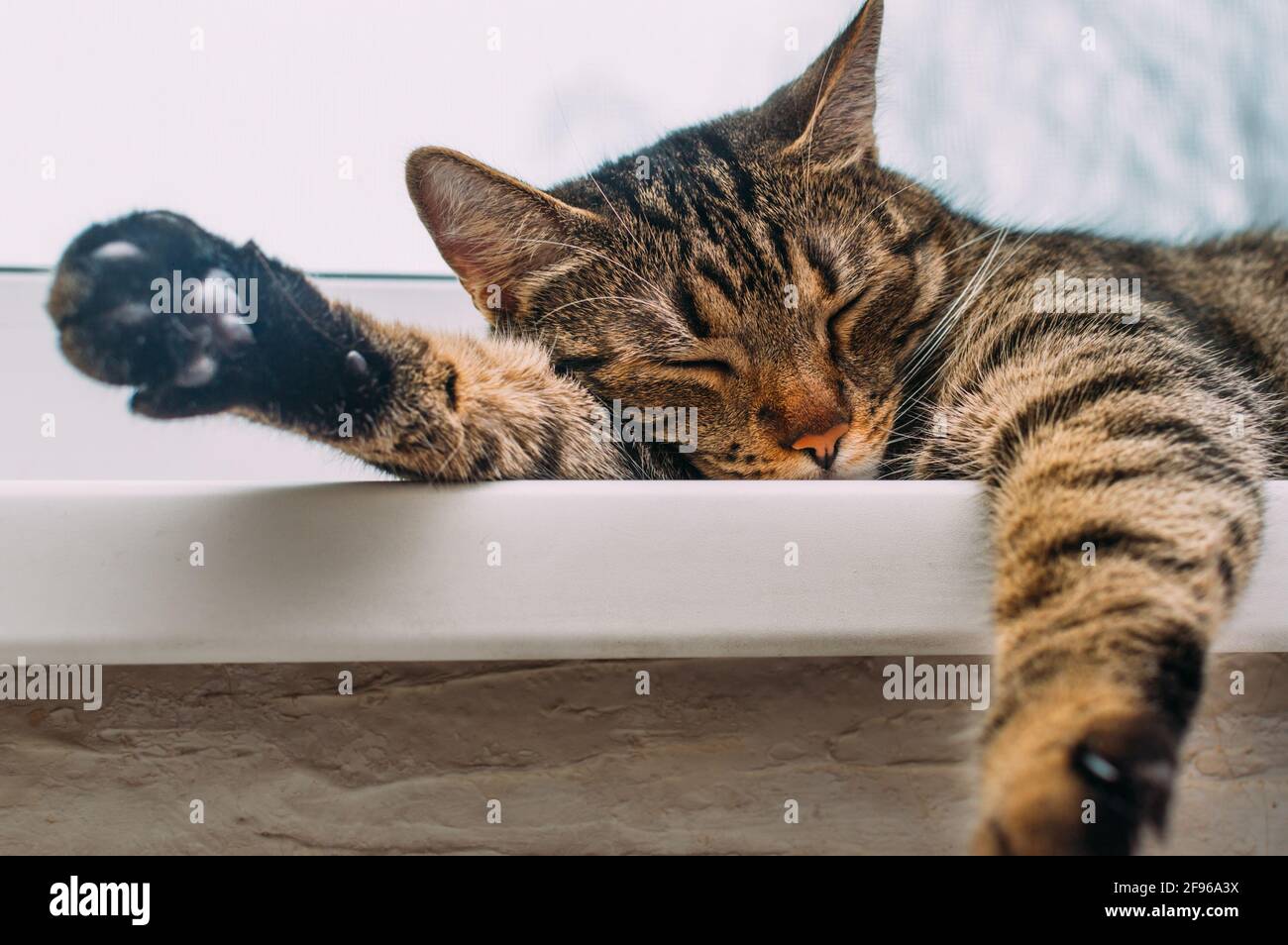 Gatto carino dormire a casa sul davanzale da vicino Foto Stock