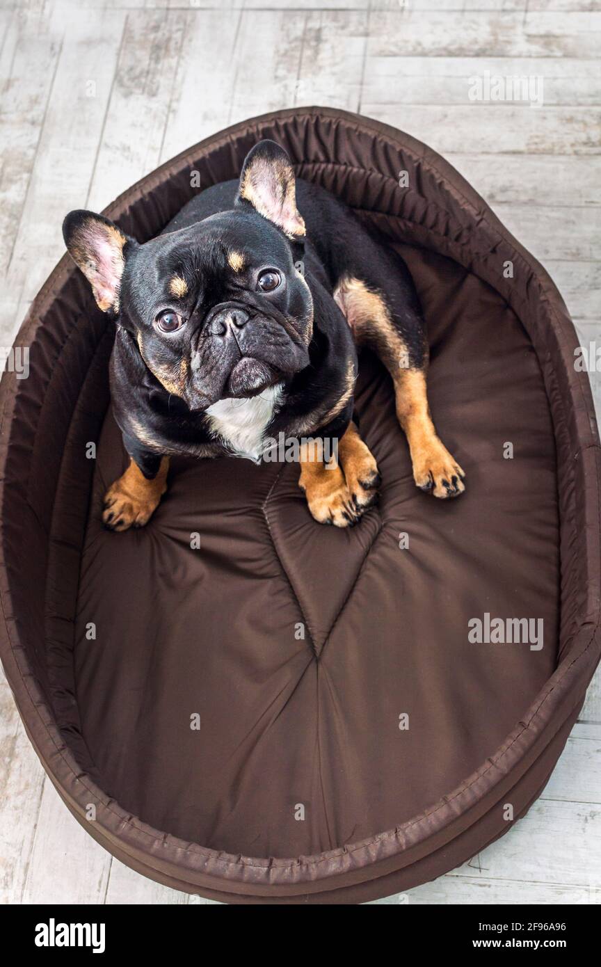 Ritratto di un cane di razza Bulldog francese primo piano su un letto di cane. Foto verticale Foto Stock