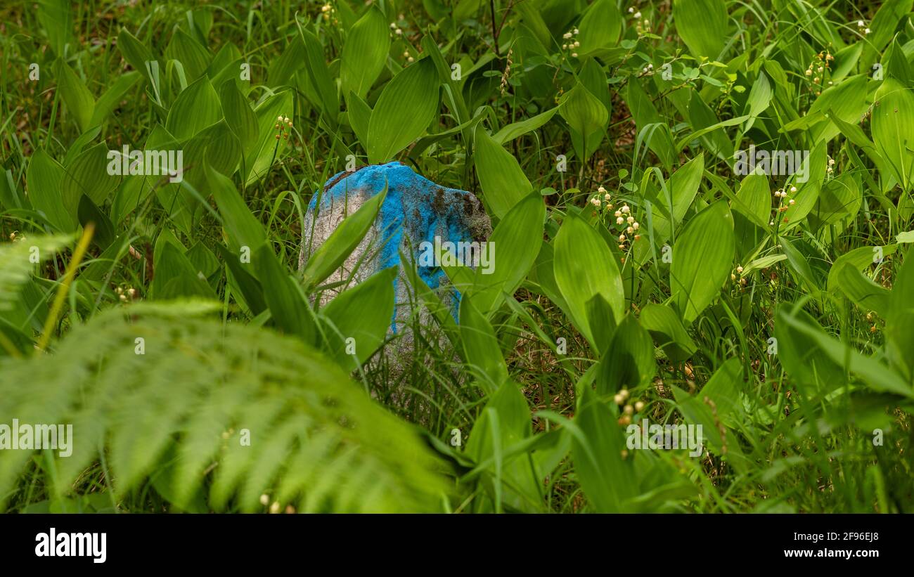 Fern, erba, verde, foresta, verde-blu, pietra in verde Foto Stock