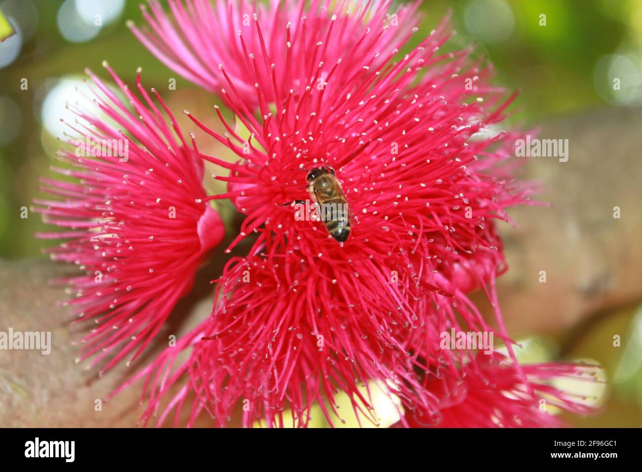 rosa rosso fiore di mela con ape pomarrosa roja Foto Stock