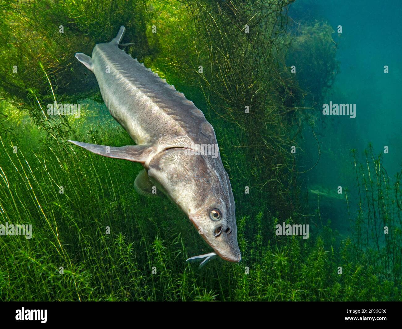 Storione europeo o storione Beluga, Huso huso, affluente del fiume Foto Stock