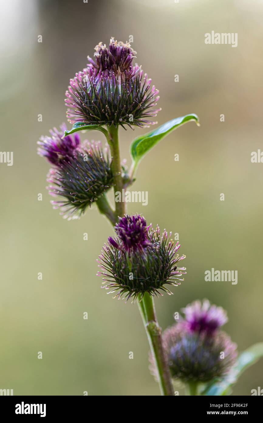 Thistle comune, Cirsium vulgare, fiore, gemme Foto Stock