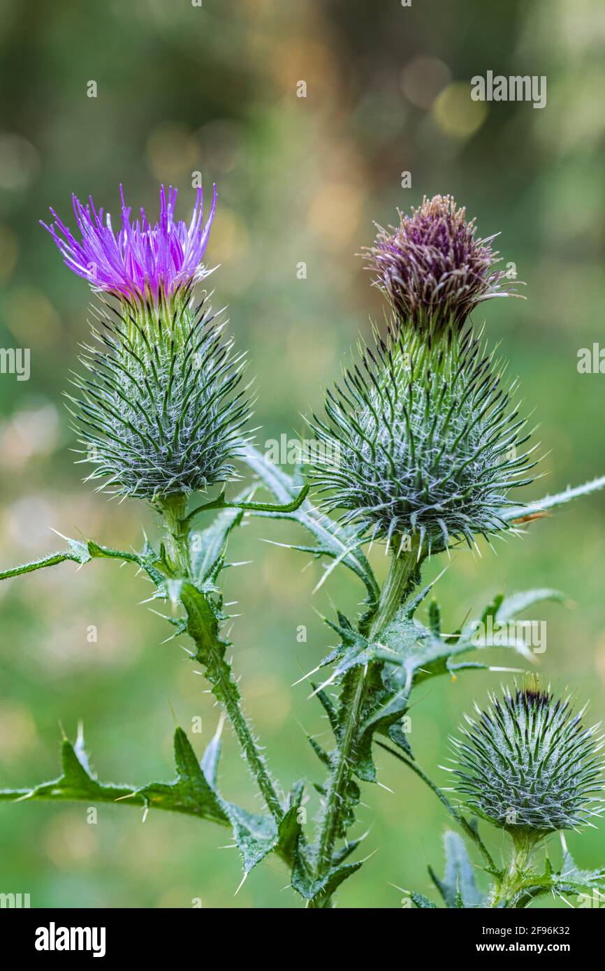 Thistle comune, Cirsium vulgare, fiore, gemme Foto Stock