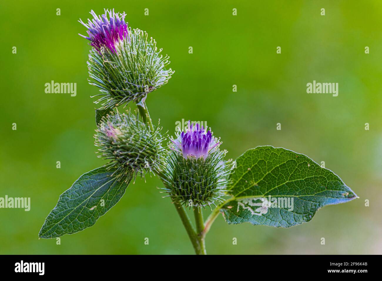 Thistle comune, Cirsium vulgare, fiore, gemme Foto Stock