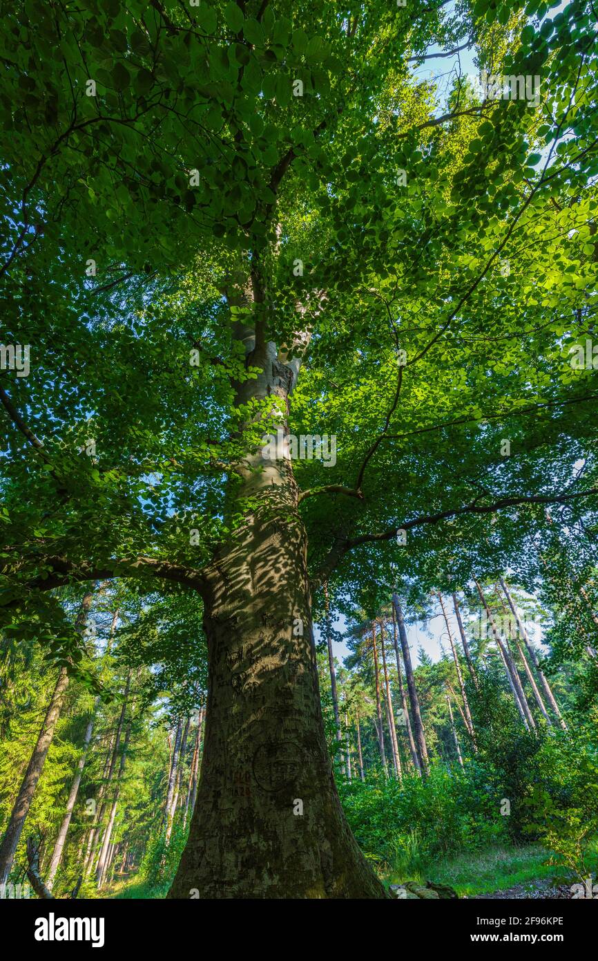 Albero deciduo, vista sulla cima dell'albero Foto Stock