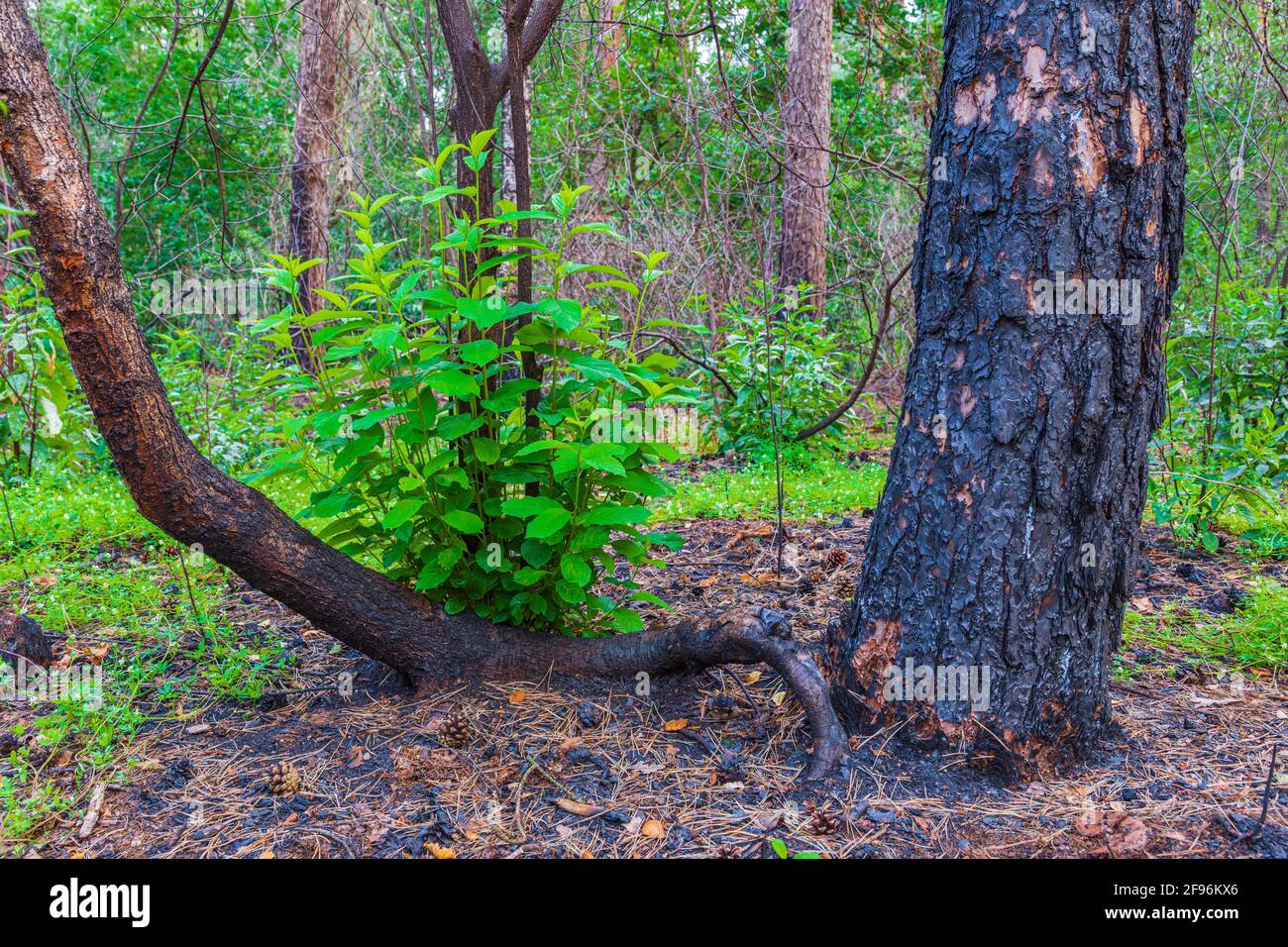 vegetazione appena germogliata dopo un fuoco di foresta Foto Stock