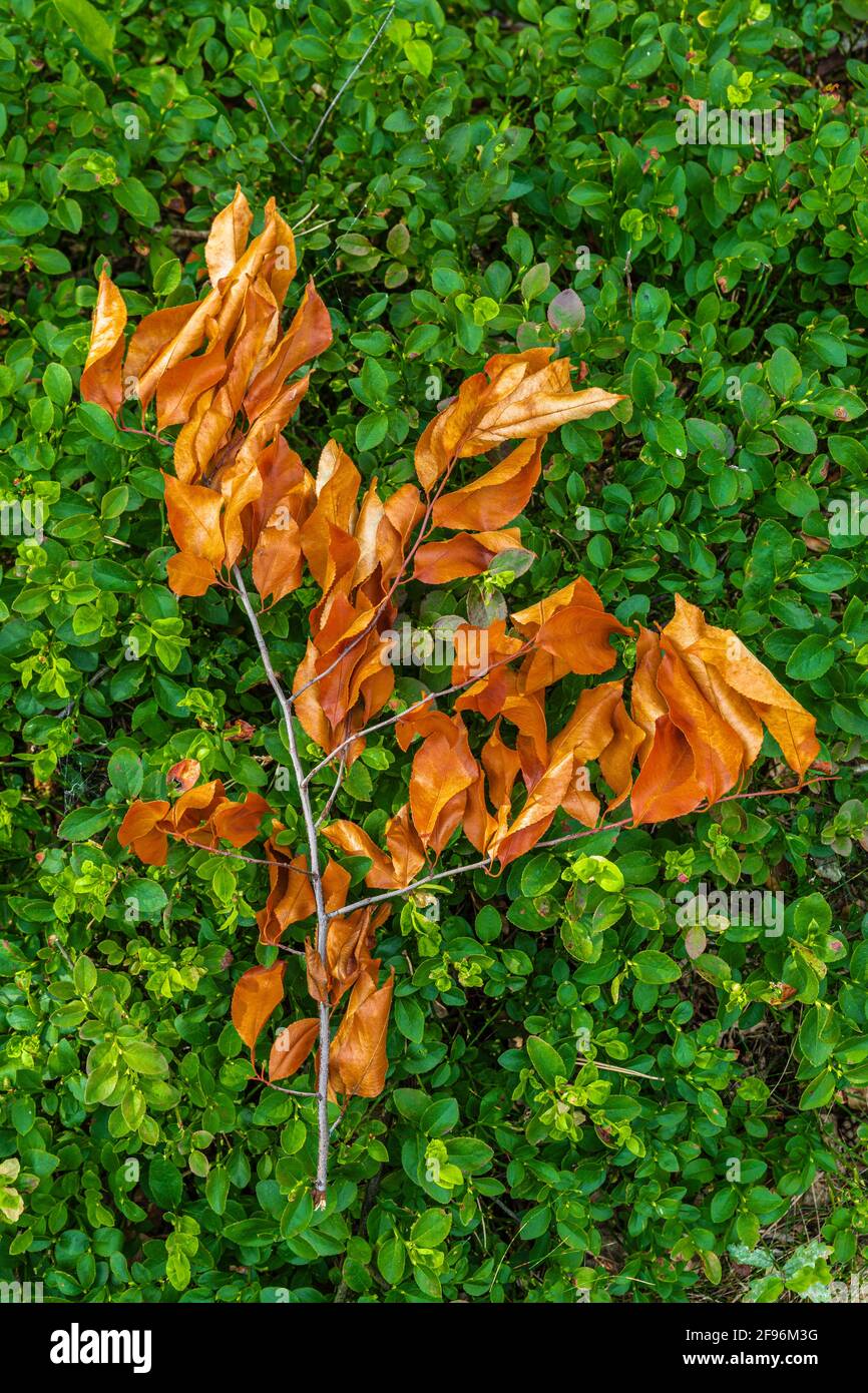 Ramo essiccato con foglie dell'anno scorso sul pavimento della foresta Foto Stock