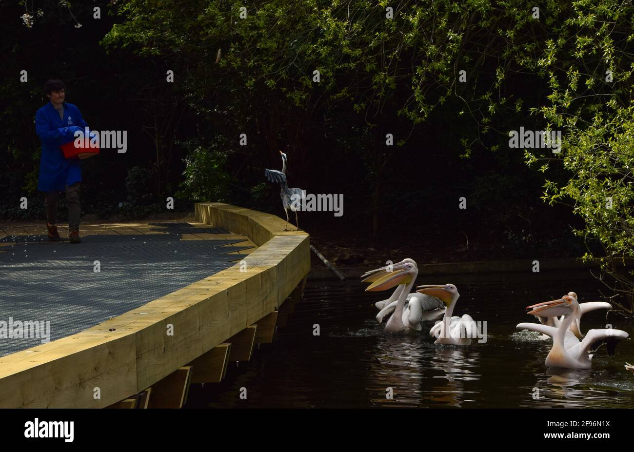 Londra, Regno Unito. 16 aprile 2021. Un airone grigio si unisce in tempo di alimentazione nel St James's Park. Sei grandi pellicani bianchi, liberi di venire e andare come vogliono, chiamare il parco nel centro di Londra la loro casa e vengono alimentati ogni giorno. Foto Stock