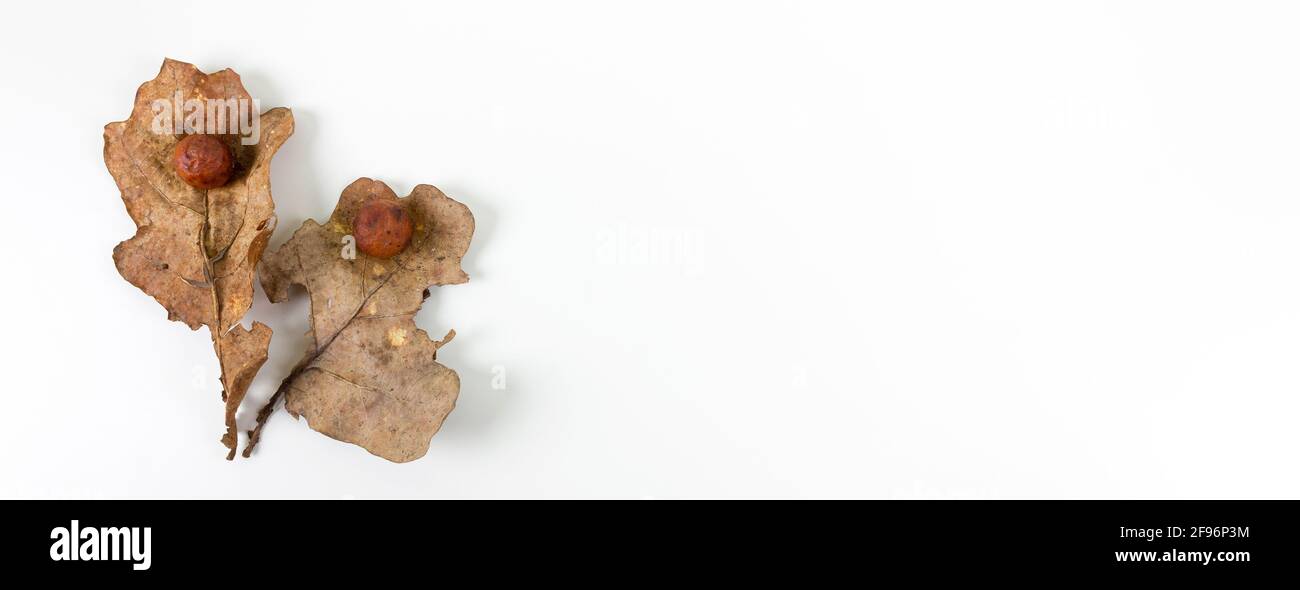 La mela di quercia o la balestra di quercia su due foglie secche cadute trovate in una foresta in primavera isolato su sfondo bianco. Infezione da albero. Banner. Disposizione piatta. Foto Stock
