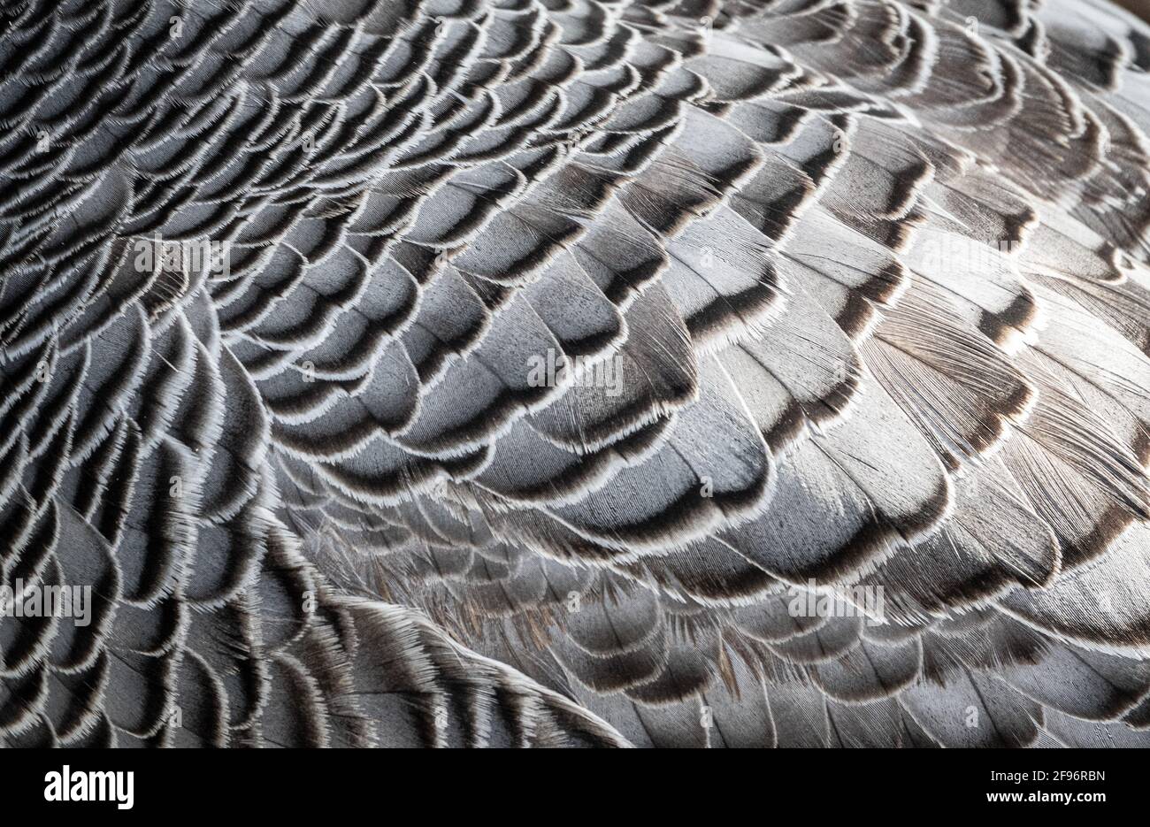 L'Oca Imperatore (Chen canagica) astratto motivo piume piumaggio su ali. Modello in bianco e nero. Foto Stock