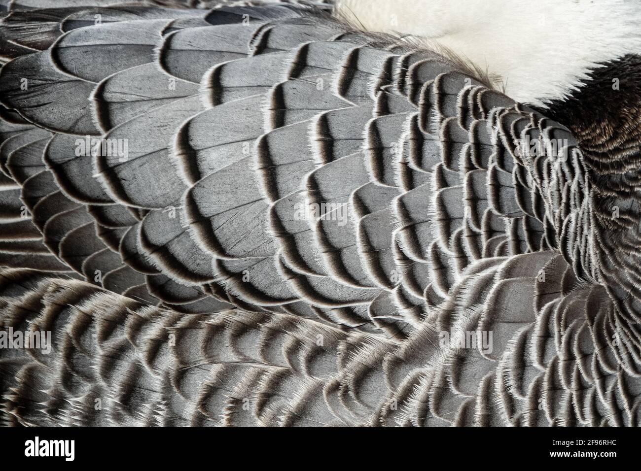 L'Oca Imperatore (Chen canagica) astratto motivo piume piumaggio su ali. Modello in bianco e nero. Foto Stock