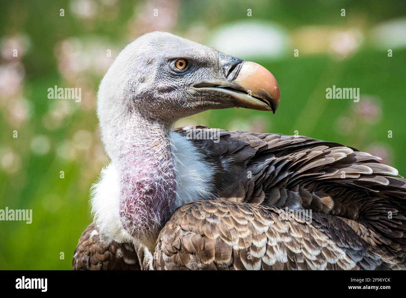 Cleebronn, Baden-Wuerttemberg / Germania - 1 luglio 2016: Foto scattata in uno spettacolo di uccelli in un parco divertimenti. Ritratto di un avvoltoio gyps rueppellii. Foto Stock
