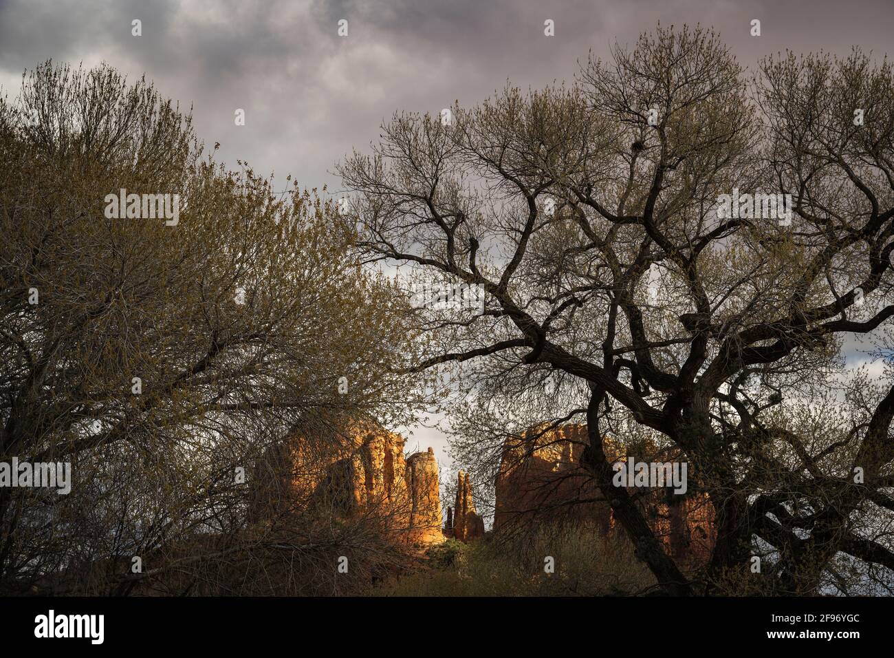 Cathedral Rock e cottonwood Trees al Crescent Moon Ranch vicino a Sedona, Arizona. Foto Stock