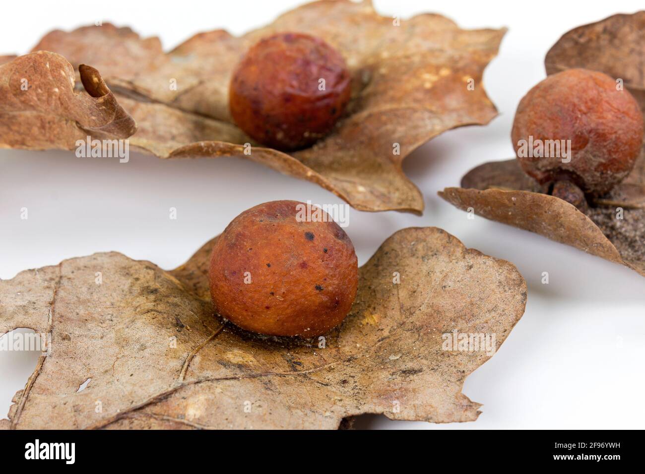 Mela di quercia o gall di quercia su tre foglie secche cadute trovate in una foresta in primavera isolato su sfondo bianco. Infezione da albero. Primo piano. Foto Stock