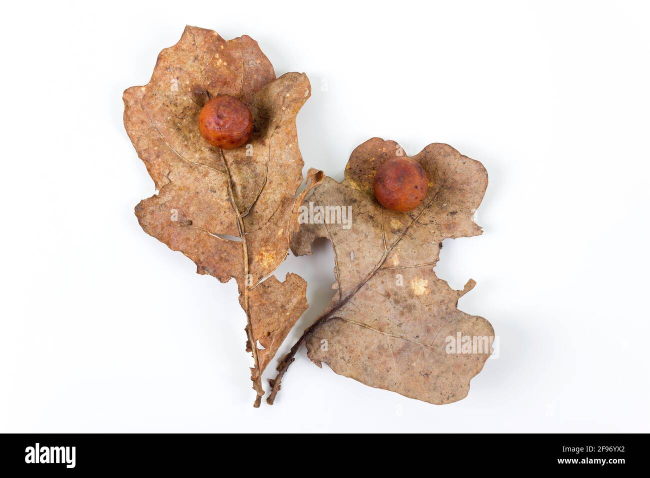 La mela di quercia o la balestra di quercia su due foglie secche cadute trovate in una foresta in primavera isolato su sfondo bianco. Infezione da albero. Disposizione piatta. Foto Stock