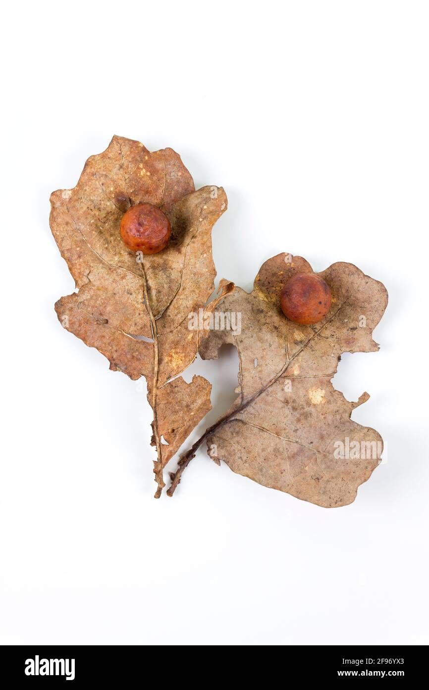 La mela di quercia o la balestra di quercia su due foglie secche cadute trovate in una foresta in primavera isolato su sfondo bianco. Infezione da albero. Disposizione piatta. Foto Stock