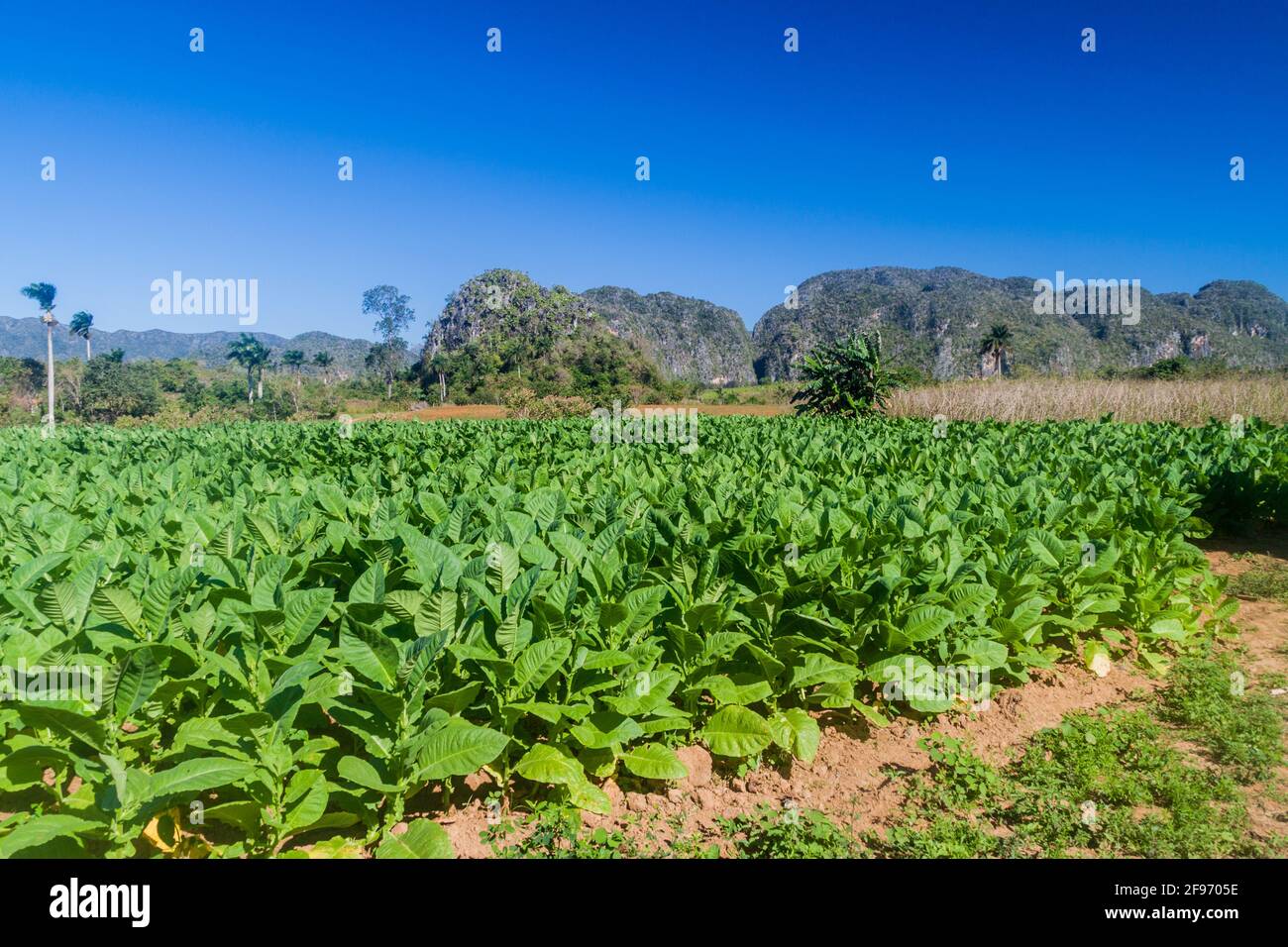 Campo di tabacco vicino a Vinales, Cuba Foto Stock