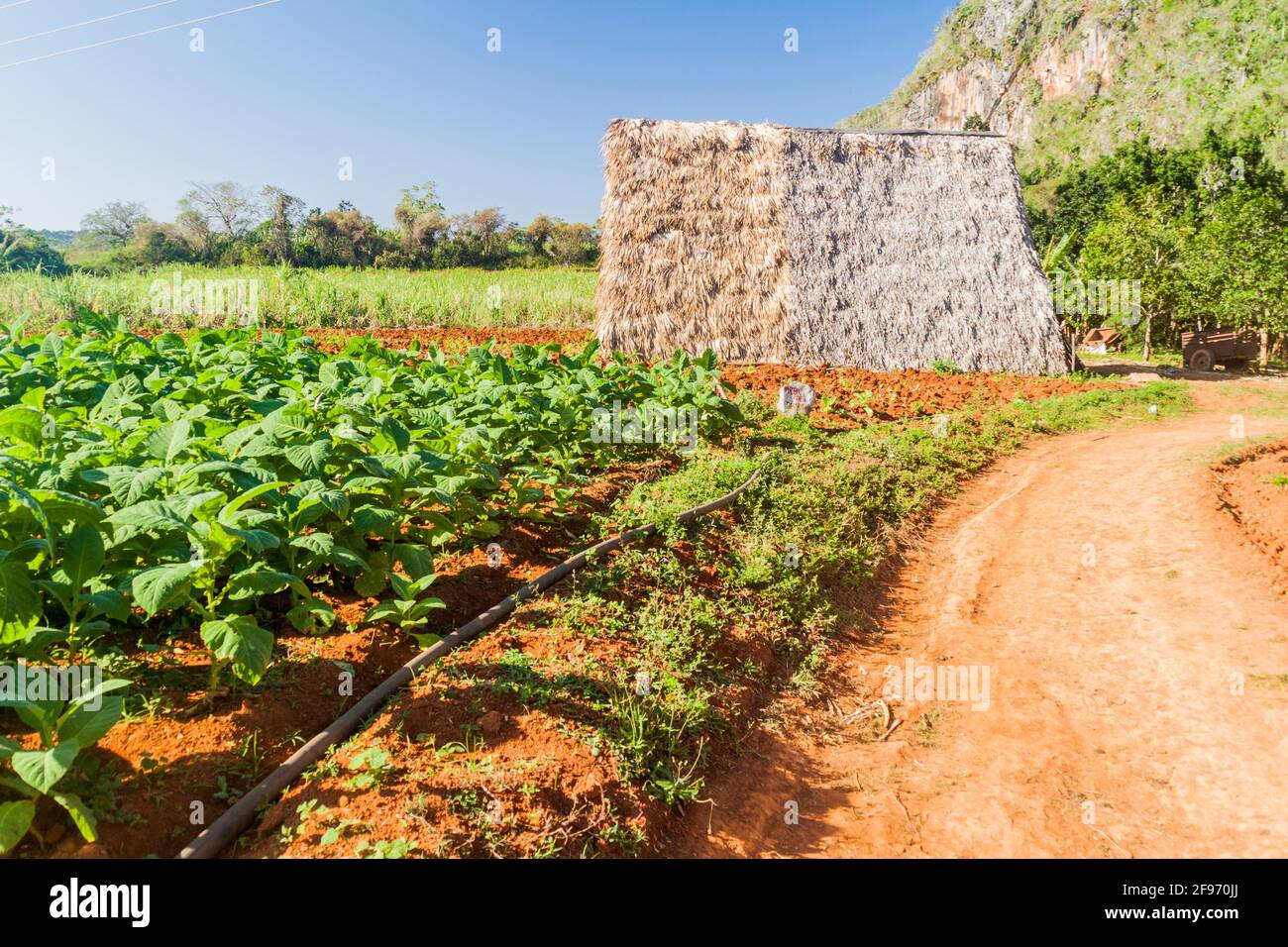 Campo di tabacco e casa di essiccazione vicino a Vinales, Cuba Foto Stock