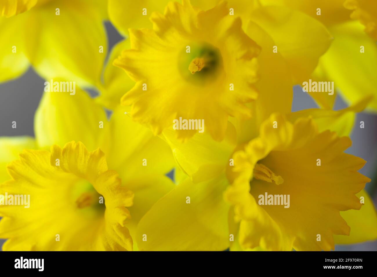 WA19427-00...WASHINGTON - Daffodils tardo inverno. Foto Stock