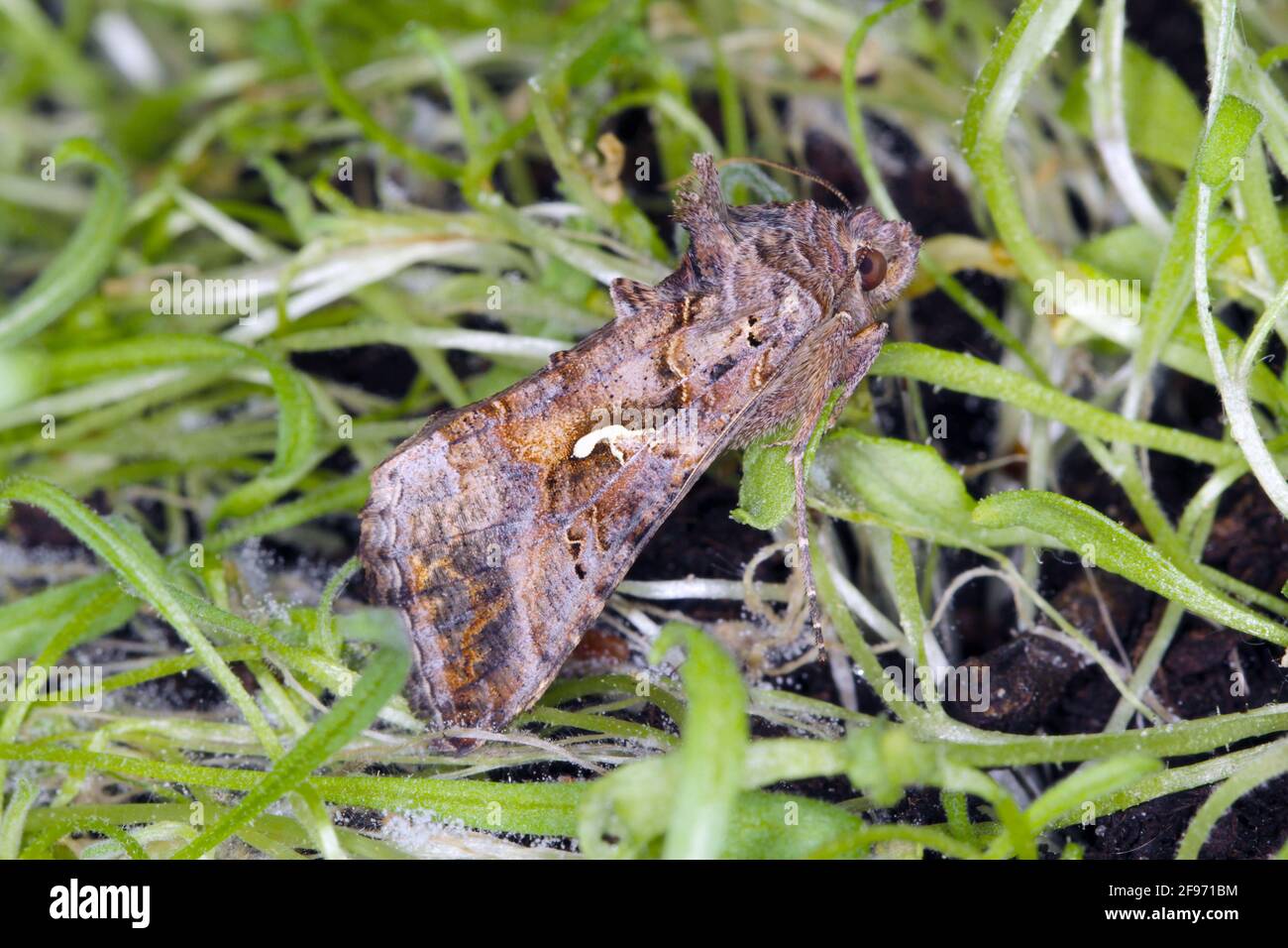 La Silver Y (Autograpa gamma) è una falena migratoria della famiglia Noctuidae. I caterpillars di questa falce di owlet sono parassiti più di 200 specie differenti Foto Stock