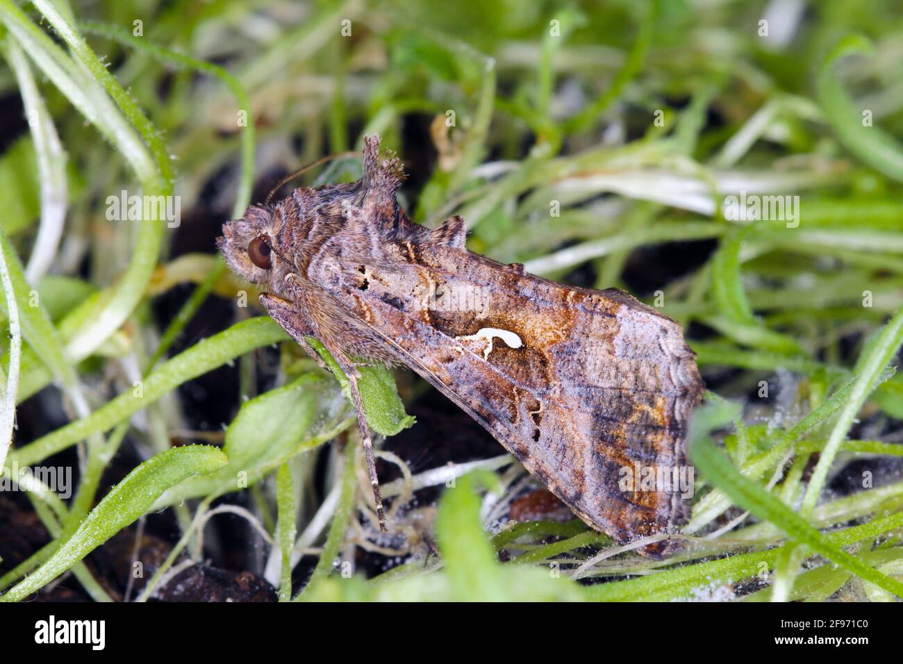 La Silver Y (Autograpa gamma) è una falena migratoria della famiglia Noctuidae. I caterpillars di questa falce di owlet sono parassiti più di 200 specie differenti Foto Stock